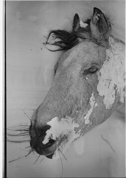 Dead Horse in Winter