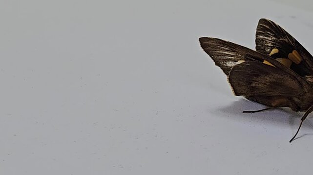 a brown skipper butterfly with distinctive orange markings and large eyes resting quietly on a clean white wall surface during a bright daylight natural setting.