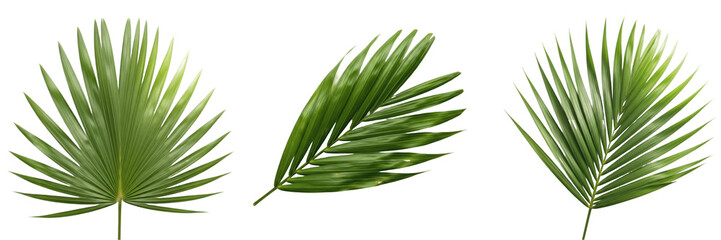 Set of various green tropical palm leaves isolated on white background, collection of fan palm and areca palm fronds for exotic summer vacation design, botanical foliage elements © Gooer