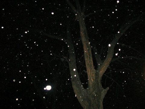 Snow Falling at Night in Front of Tree