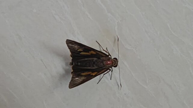 a brown skipper butterfly with distinctive orange markings and large eyes resting quietly on a clean white wall surface during a bright daylight natural setting.