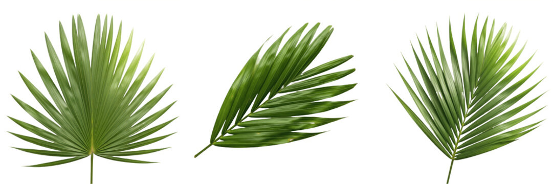 Set of various green tropical palm leaves isolated on white background, collection of fan palm and areca palm fronds for exotic summer vacation design, botanical foliage elements