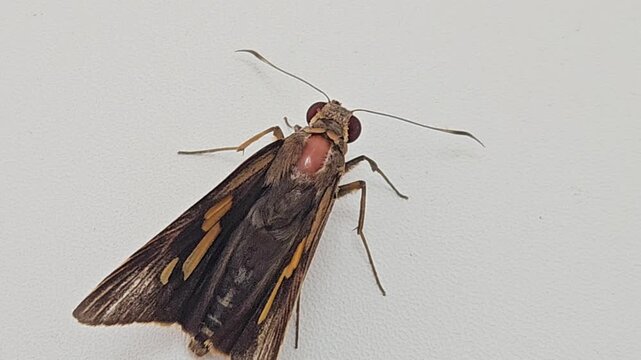 a brown skipper butterfly with distinctive orange markings and large eyes resting quietly on a clean white wall surface during a bright daylight natural setting.