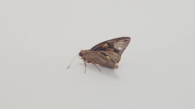 a brown skipper butterfly with distinctive orange markings and large eyes resting quietly on a clean white wall surface during a bright daylight natural setting.