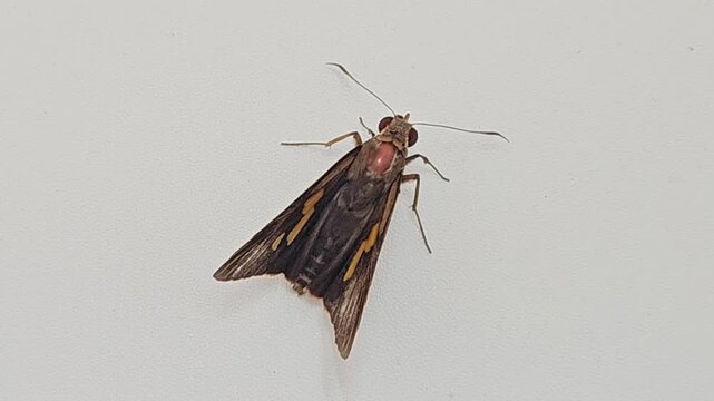 a brown skipper butterfly with distinctive orange markings and large eyes resting quietly on a clean white wall surface during a bright daylight natural setting.