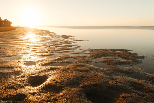 Shoreline Landscape St Mark's Wildlife Refuge, Florida