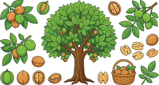 Walnut tree cartoon vector collection with leaves, green fruits, cracked shells and basket, detailed agriculture illustration set for organic food design