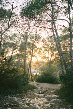 path to the beach through pine trees, Mondrago Natural Park, Mallorca
