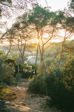 path to the beach through pine trees, Mondrago Natural Park, Mallorca