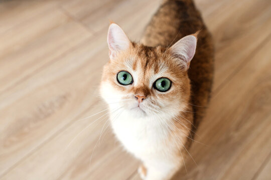 Ginger cat asks its owner for food.
