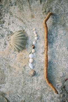 beach treasures