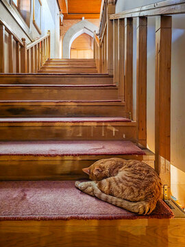 Ginger Cat Sleeping on Wooden Stair Step
