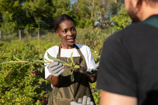 Black gardener showing plant roots to colleague