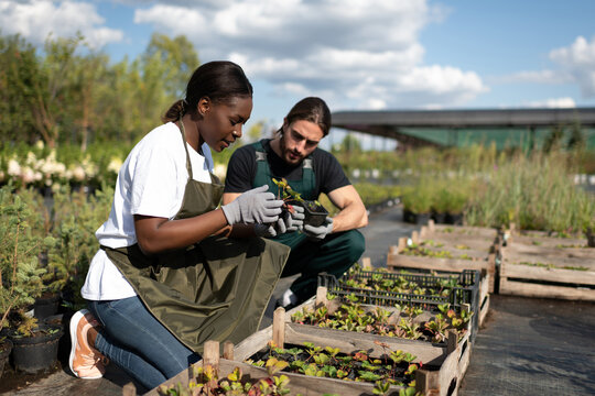 Diverse colleagues checking sprouts in boxes