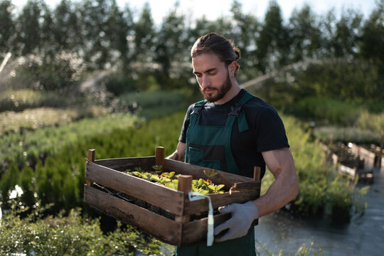 Gardener examining sprouts in box