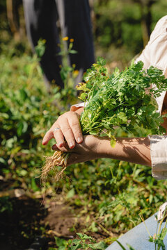 Human hands holding freshly harvested organic cilantro bundle