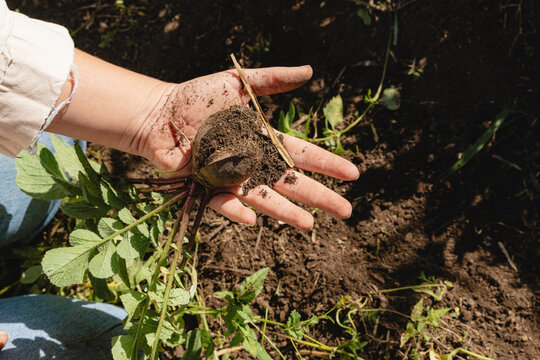 Hand holding freshly harvested organic radish from costa rica soil