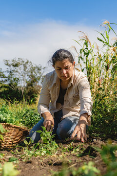 Woman farmer planting seedlings in a rural costa rica field