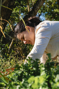 Woman harvesting organic herbs in costa rica garden