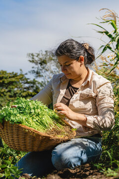 Costa rican woman harvesting fresh cilantro in basket