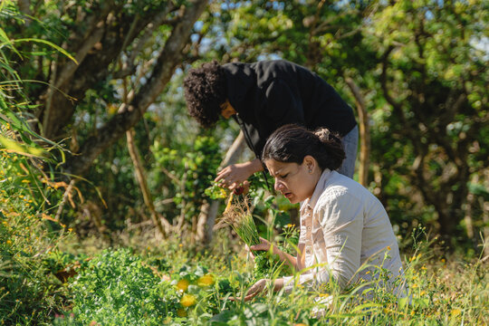 People harvesting fresh organic produce in costa rica