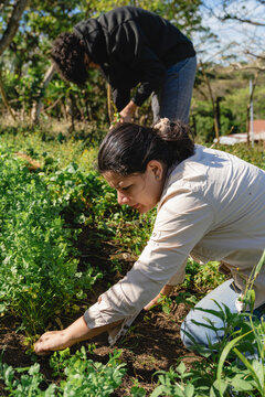 People harvesting fresh organic crops in costa rica garden
