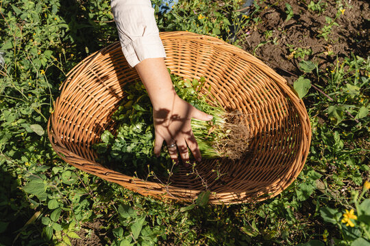 Harvesting fresh cilantro in wicker basket for sustainable agriculture