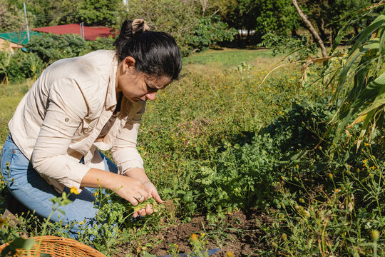 Woman harvesting fresh cilantro in a garden in costa rica