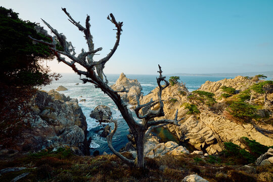 Pacific coast in Point Lobos, California