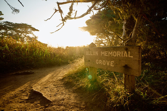 Allan Memorial Grove, Point Lobos