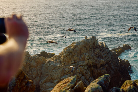 Brown pelicans fiy over the waters of the Pacific
