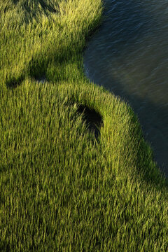 Lowland Marsh In South Carolina