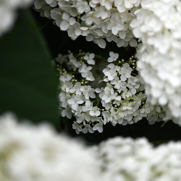 White Hydrangea Flower