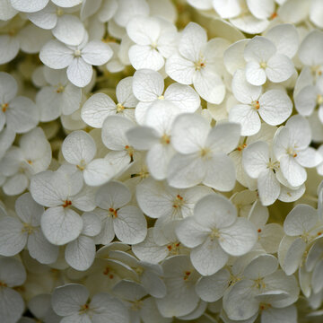 White Hydrangea Flower