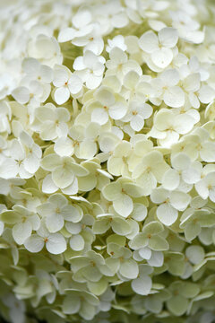 White Hydrangea Flower