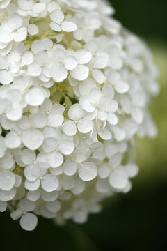 White Hydrangea Flower