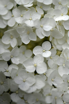 White Hydrangea Flower
