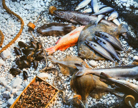 Freshly caught fish and seafood