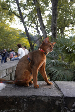 Cat on Leash in Park