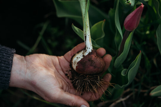 Hand holding a tulip bulb planted sustainably in northern Sweden