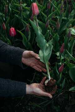 Hands holding a tulip bulb with roots, harvested from rich soil