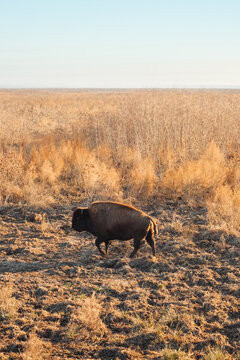 Wild Bison Gainesville, Florida