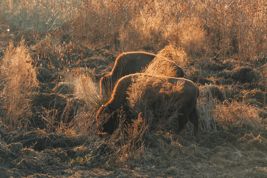 Wild Bison Paynes Prairie State Park, Florida