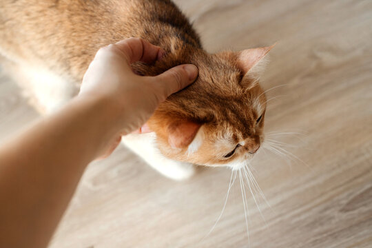 A woman pets her cat at home.