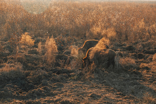 Wild Bison Florida Wildlife 
