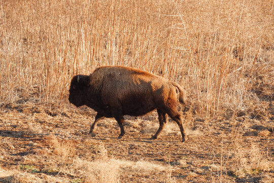 Wild Bison 