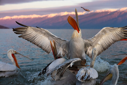 A Group Of Dalmatian Pelicans Fight Over A Piece Of Fish  