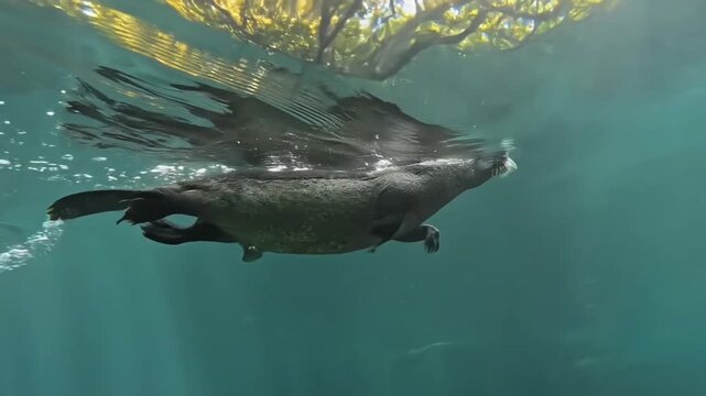 Otter swimming underwater near the surface with sunlight and reflection