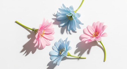 Fototapeta premium Pastel colored daisy flowers are arranged on a white background with sharp shadows.