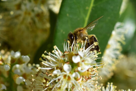 Biene auf einer Kirschlorbeerbl&uuml;te